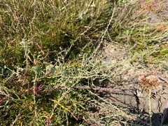 Atriplex pedunculata