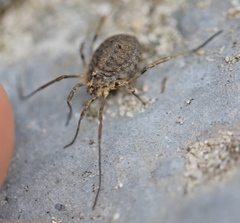 Odiellus lendlii