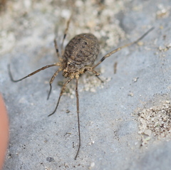 Odiellus lendlii