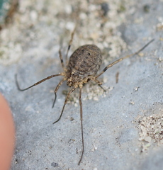 Odiellus lendlii