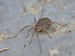 Odiellus lendlii