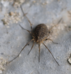 Odiellus lendlii