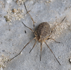 Odiellus lendlii