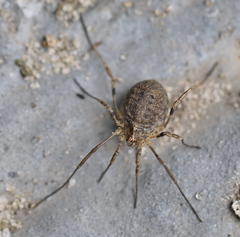 Odiellus lendlii
