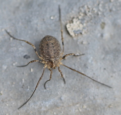 Odiellus lendlii