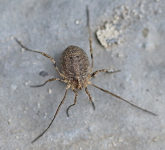Odiellus lendlii