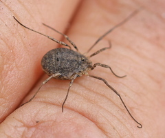 Odiellus lendlii