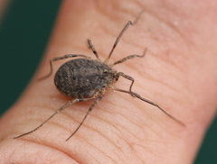 Odiellus lendlii