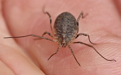Odiellus lendlii