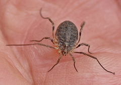 Odiellus lendlii