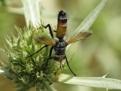 Cylindromyia rufifrons