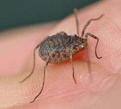 Odiellus lendlii