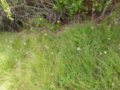 Trachyandra asperata