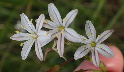 Trachyandra affinis