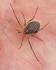 Odiellus lendlii