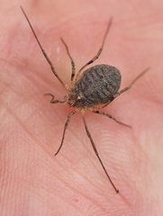 Odiellus lendlii