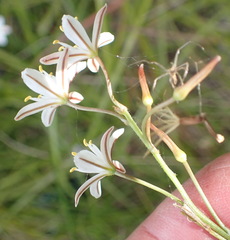 Trachyandra asperata