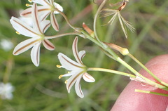 Trachyandra asperata