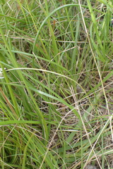 Trachyandra asperata