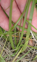 Trachyandra asperata