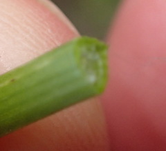 Trachyandra asperata