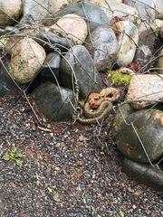Rhabdophis tigrinus tigrinus