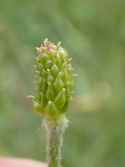 Ranunculus kuepferi