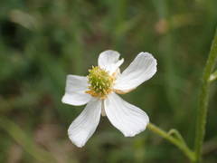 Ranunculus kuepferi