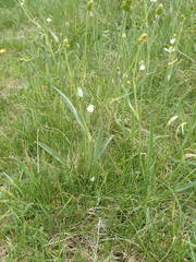 Ranunculus kuepferi