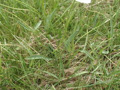 Ranunculus kuepferi