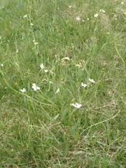Ranunculus kuepferi