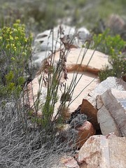Rhodocoma fruticosa