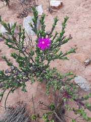 Smicrostigma viride