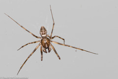 Drapetisca alteranda