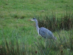 Ardea cinerea