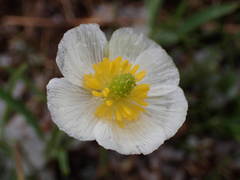 Ranunculus kuepferi