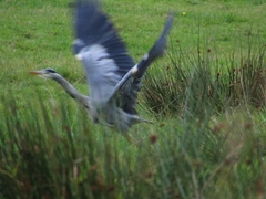 Ardea cinerea