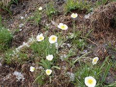 Ranunculus kuepferi