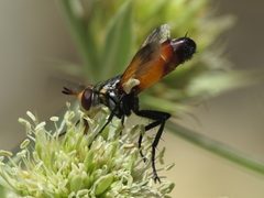 Cylindromyia rufifrons