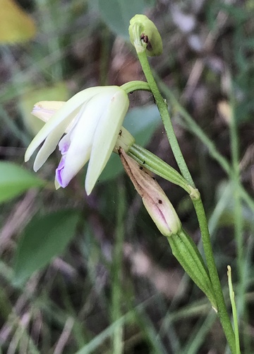 Carter's orchid (Basiphyllaea corallicola)