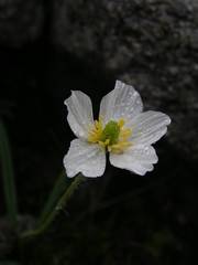 Ranunculus kuepferi