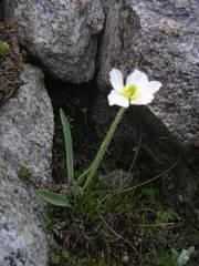 Ranunculus kuepferi