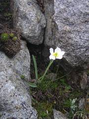 Ranunculus kuepferi