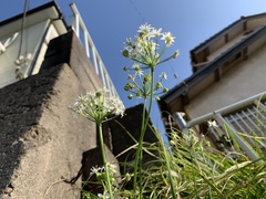 Allium tuberosum