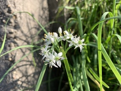 Allium tuberosum