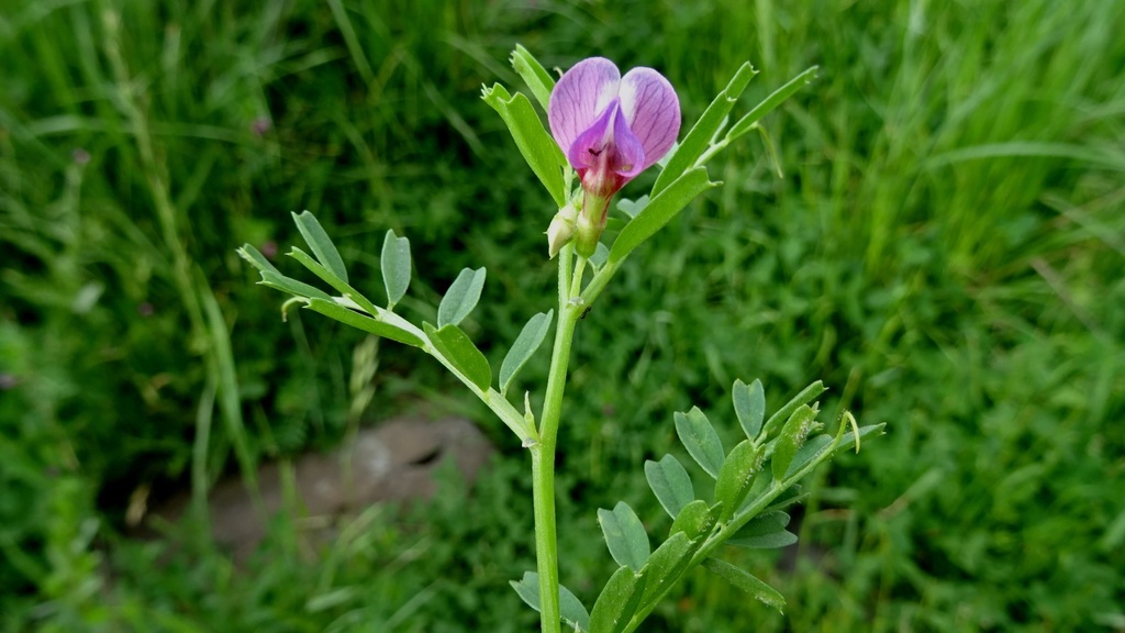 Vicia esdraelonensis