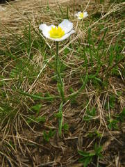 Ranunculus pyrenaeus