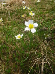 Ranunculus pyrenaeus