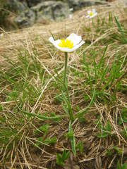 Ranunculus pyrenaeus