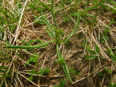 Ranunculus pyrenaeus